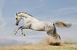 silver-white stallion on black
