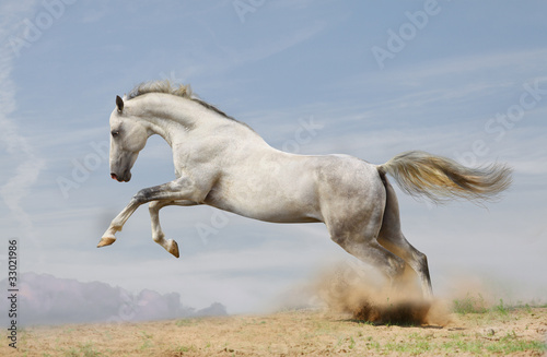Photo: silver-white stallion on black silver-white stallion on black