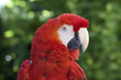 Guacamayo escarlata Guacamayo escarlata