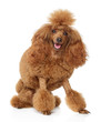 Red toy poodle puppy on a white background
