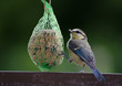 Foto: hungry blue tit, garden hungry blue tit, garden