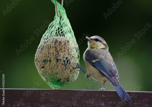 Photo: hungry blue tit, garden hungry blue tit, garden