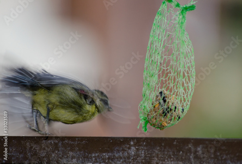 Foto: blue tit touchdown blue tit touchdown