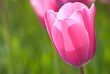Closeup of pink tulip