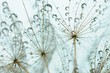 canvas print picture - Dandelion seed with drops