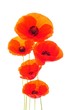 ����: poppy � HR #33025799