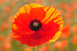 ����: poppy � HR #33026158