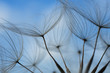 ����: Dandelion seed � HR #33026174