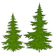 Fur-trees
