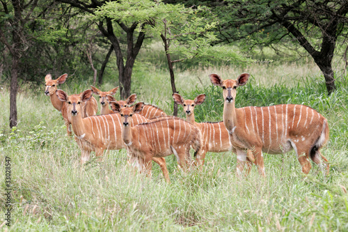 Photo: Nyala antelopes, South Africa Nyala antelopes, South Africa