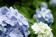 紫陽花