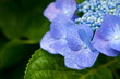 紫陽花