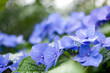 紫陽花