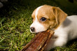 Foto: Welpe Welpe
