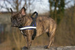 stehende Bulldogge
