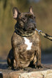 Französische Bulldogge