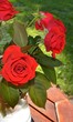 ����: Roses � ijamoto #33032923