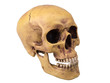 Totenkopf