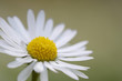 ����: Bellis perennis � stroiman #33034563