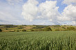 landscape with wheat field