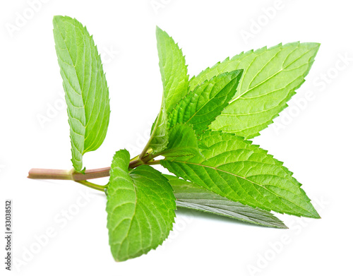 Photo: Fresh green mint isolated on white Fresh green mint isolated on white