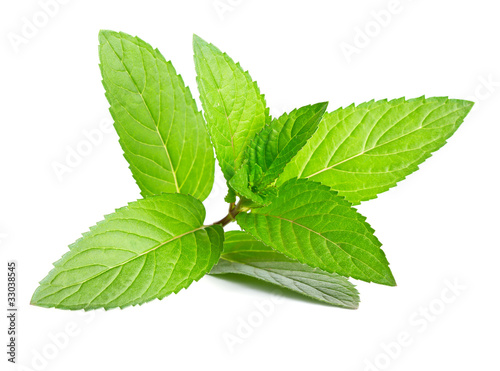 Photo: Fresh green mint isolated on white Fresh green mint isolated on white