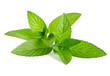 Fresh green mint isolated on white