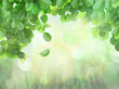 Spring Background With Leaves and brokeh effect Spring Background With Leaves and brokeh effect