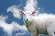 Junges Schaf vor blauem Himmel Junges Schaf vor blauem Himmel