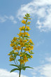 Gold-Felberich - Lysimachia punctata