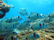 School of two-band sea bream swimming