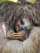 Sleeping sloth