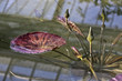 Kew Gardens in London
