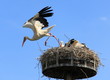 Cigogne