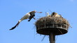 Cigogne
