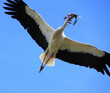 Cigogne