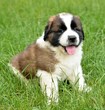 saint bernard chiot