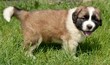 saint bernard