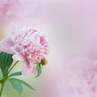 Beautiful peony background