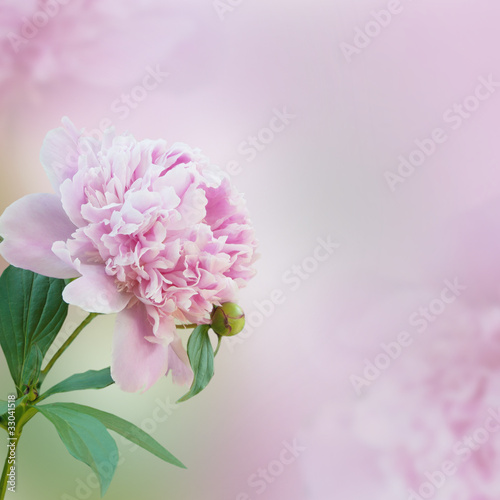 Foto: Beautiful peony background Beautiful peony background