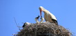 Cigognes