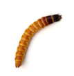 Wireworm Wireworm