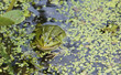 der Froschkoenig