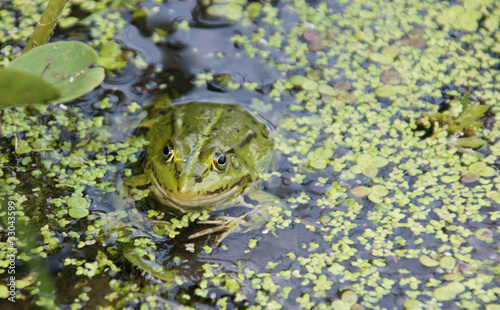 Foto: der Froschkoenig der Froschkoenig