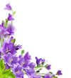 Foto: Blue flowers Blue flowers