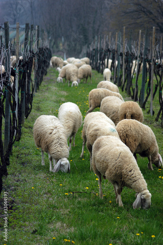 Photo: Pecore al pascolo Pecore al pascolo