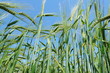 barley