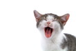 Babykatze Luana am gaunen/ LS