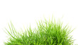Foto: fresh spring green grass fresh spring green grass