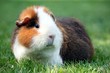 Meerschweinchen in freier Natur